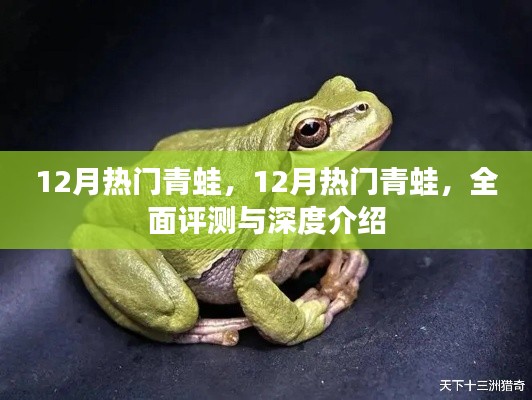 全面评测与深度介绍,十二月热门青蛙