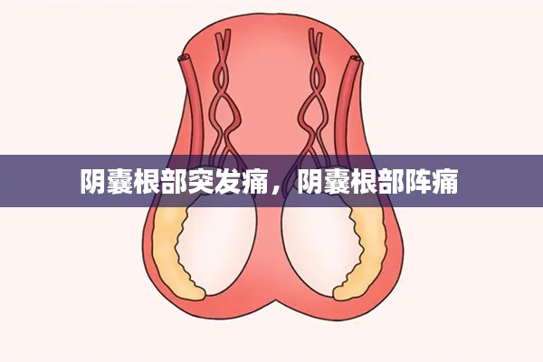 阴囊根部突发痛,阴囊根部阵痛