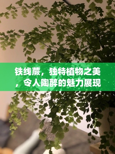 铁线蕨,独特植物之美,令人陶醉的魅力展现